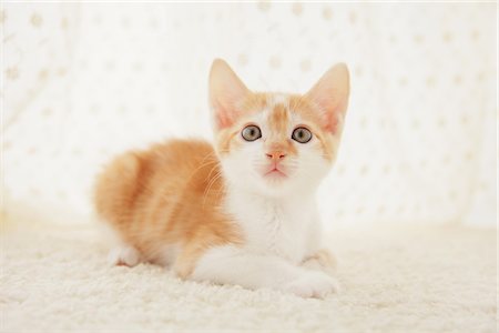 simsearch:859-03982961,k - Baby Kitten Sitting, Close Up Stock Photo - Rights-Managed, Code: 859-03982941