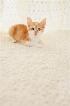 simsearch:859-03982961,k - Baby Kitten Sitting, Close Up Stock Photo - Rights-Managed, Code: 859-03982942
