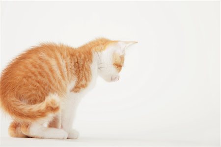 simsearch:859-03982961,k - Tabby Baby Kitten Sitting Stock Photo - Rights-Managed, Code: 859-03982954