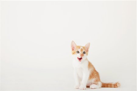 simsearch:859-03982961,k - Sitting And Mouth Open Of Baby Kitten Stock Photo - Rights-Managed, Code: 859-03982958