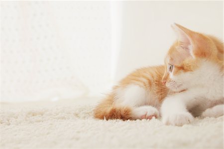 simsearch:859-03982961,k - Baby Kitten Sitting, Close Up Stock Photo - Rights-Managed, Code: 859-03982950