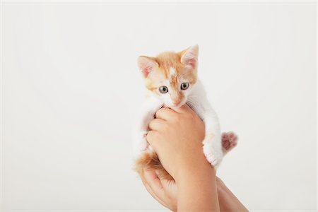 simsearch:859-03982961,k - Pet Owner Holding Baby Kitten Stock Photo - Rights-Managed, Code: 859-03982952