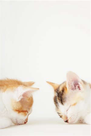 simsearch:859-03982961,k - Close Up Of Baby Kittens Sleeping Face To Face Stock Photo - Rights-Managed, Code: 859-03982974