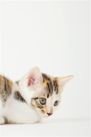 simsearch:859-03982961,k - Close Up Of Calico Baby Kitten Stock Photo - Rights-Managed, Code: 859-03982975