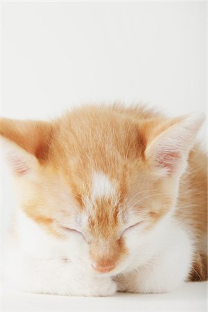 Close Up Of Tabby Baby Kitten Sleeping Stock Photo - Rights-Managed, Code: 859-03982976