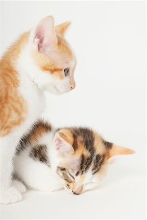 simsearch:859-03982961,k - Two Baby Kittens Stock Photo - Rights-Managed, Code: 859-03982978