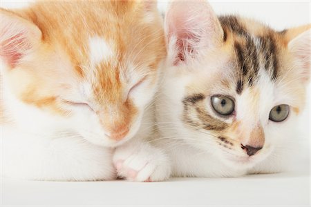 simsearch:859-03982961,k - Baby Kittens, Close Up Stock Photo - Rights-Managed, Code: 859-03982985