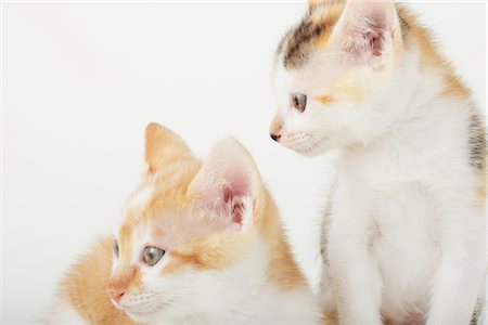 simsearch:859-03982961,k - Two Baby Kittens Looking Stock Photo - Rights-Managed, Code: 859-03982986