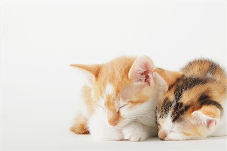 Close Up Of Baby Kittens Sleeping Together Stock Photo - Rights-Managed, Code: 859-03982982