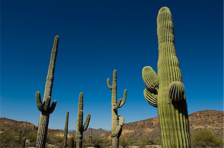 Saguaro cacti in Sonoran Desert,Arizona,USA Foto de stock - Con derechos protegidos, Código: 851-02964027