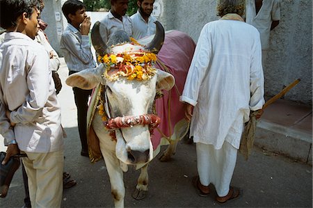 delhi - Sacred cow in street,New Delhi,India Stock Photo - Rights-Managed, Code: 851-02960316