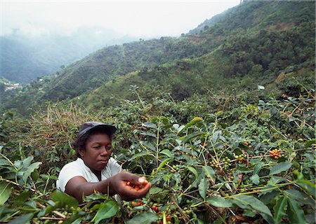 Picking coffee berries,Blue Mountain,Jamaica Stock Photo - Rights-Managed, Code: 851-02960955