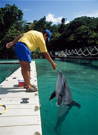 photography jamaica - Trainer with dolphin at Dolphin Cove,Ocho Rios,Jamaica. Stock Photo - Rights-Managed, Code: 851-02960964