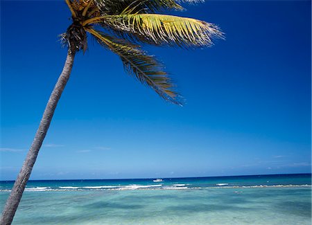 photography jamaica - Palm tree off the North coast near Montego Bay,Jamaica Stock Photo - Rights-Managed, Code: 851-02960962