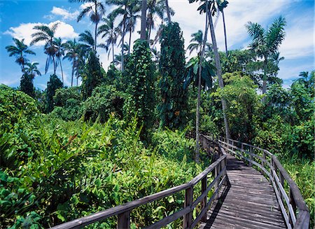 photography jamaica - On a boardwalk through the Royal Palms Reserve,Negril,Jamaica. Stock Photo - Rights-Managed, Code: 851-02960977
