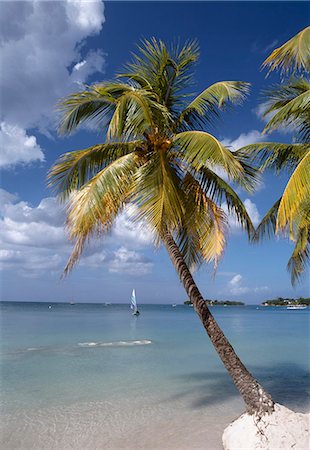 photography jamaica - Palm trees on beach,Jamaica Stock Photo - Rights-Managed, Code: 851-02960979