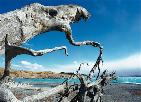 Dead tree on beach,New Zealand Stock Photo - Rights-Managed, Code: 851-02962400