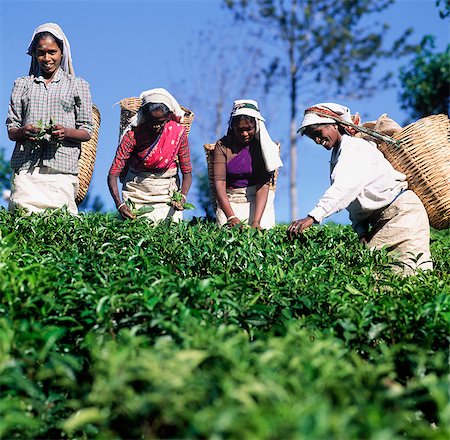 2 Tea Pickers picking,Bandarawela,Sri Lanka Stock Photo - Rights-Managed, Code: 851-02962714