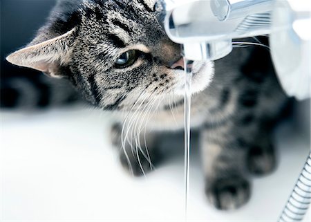 faucet - Cat sitting at tap Stock Photo - Rights-Managed, Code: 853-06120478