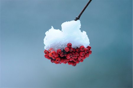 Fruit of the Rowan in winter Stock Photo - Rights-Managed, Code: 853-06120597