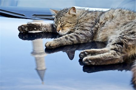 Cat on hood, Istanbul, Turkey Stock Photo - Rights-Managed, Code: 853-07241848