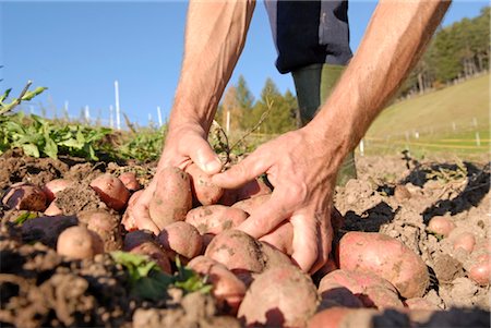 potato field - man working on a field, Trentino Alto Adige italy Stock Photo - Rights-Managed, Code: 853-02914149