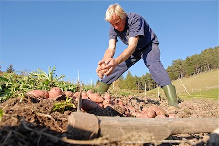 potato field - man working on a field, Trentino Alto Adige italy Stock Photo - Rights-Managed, Code: 853-02914151