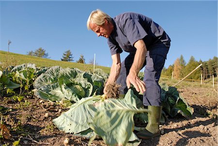 simsearch:853-02914470,k - man working on a field, Trentino Alto Adige italy Stock Photo - Rights-Managed, Code: 853-02914152