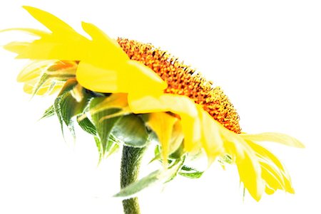 simsearch:853-02914712,k - sunflower, high key Stock Photo - Rights-Managed, Code: 853-02914465