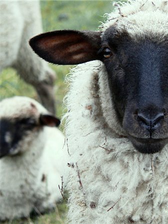 sheeps, portrait Stock Photo - Rights-Managed, Code: 853-02914540