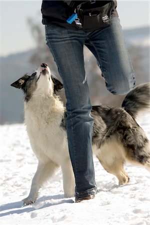 Woman playing with Australian Shepherd in the snow Stock Photo - Rights-Managed, Code: 853-03459054