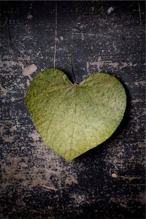 Heart-shaped leaf Stock Photo - Rights-Managed, Code: 853-03616765
