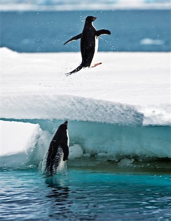 simsearch:693-03301867,k - Adélie Penguins jump onto an ice flow off Joinville Island just to the north of the main Antarctic Peninsula. Stock Photo - Rights-Managed, Code: 862-05996649