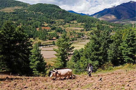 pictures of ploughing the field with oxen with people - A farmer ploughing the fields on a steep hillside, Tang Valley Stock Photo - Rights-Managed, Code: 862-05996995