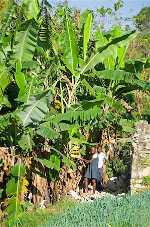 farming in the caribbean - The Caribbean, Haiti, Port of Prince, Kenscoff mountains, girl and boy in a banana plantation Stock Photo - Rights-Managed, Code: 862-05997843