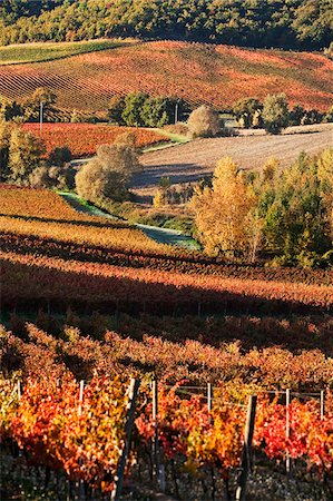 red trail - Italy, Umbria, Perugia district. Autumnal Vineyards near Montefalco Stock Photo - Rights-Managed, Code: 862-05997897