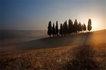 Italy, Tuscany, Siena district, Orcia Valley, Cypress on the hill near San Quirico d'Orcia Stock Photo - Rights-Managed, Code: 862-05998045