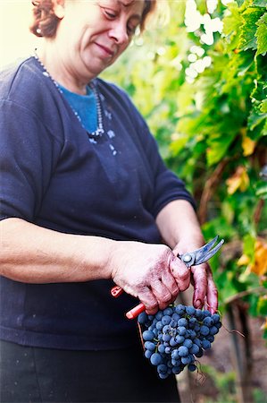 Italy, Umbria, Terni district, Giove, Grape harvest in Sandonna winery Stock Photo - Rights-Managed, Code: 862-05998218