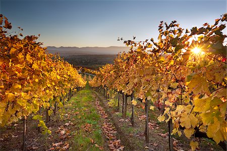 Italy, Umbria, Perugia district. Autumnal Vineyards near Montefalco Stock Photo - Rights-Managed, Code: 862-05998225