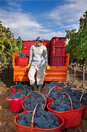 Italy, Umbria, Terni district, Giove, Grape harvest in Sandonna winery Stock Photo - Rights-Managed, Code: 862-05998221