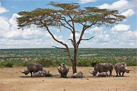 Towards mid-day, white rhinos gather around the shade of an acacia tree to slumber. Stock Photo - Rights-Managed, Code: 862-05998344