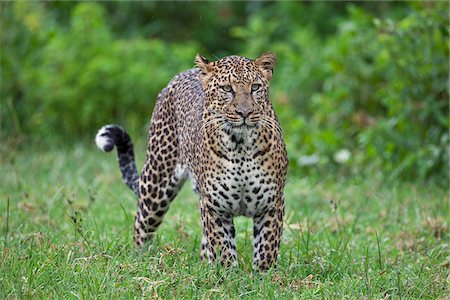 pictures of stalking cats - A male leopard in the Aberdare National Park. Stock Photo - Rights-Managed, Code: 862-05998363