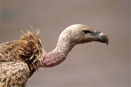 White-backed vulture, Masai Mara National Reserve, Kenya. Stock Photo - Rights-Managed, Code: 862-05998392