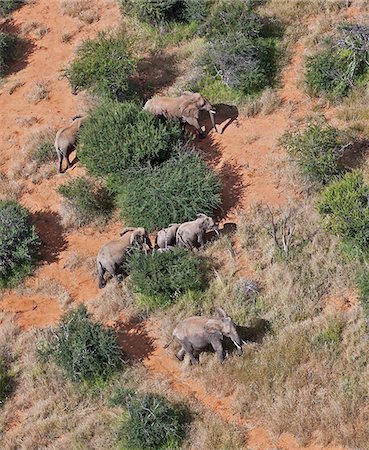 simsearch:862-07690372,k - A small herd of elephants seen from the air in Laikipia District. Stock Photo - Rights-Managed, Code: 862-05998429