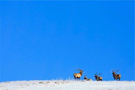 deer snow - Mongolia, Tov Proince, Khustain Nuruu National Park. Red Deer on a snow covered hilltop. Stock Photo - Rights-Managed, Code: 862-05998626