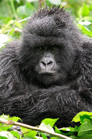 rwanda national park - Adult female mountain gorilla sitting in the rain, Kwitonda Group, Mt Gahinga, Volcanoes National park, Rwanda. Stock Photo - Rights-Managed, Code: 862-05999056