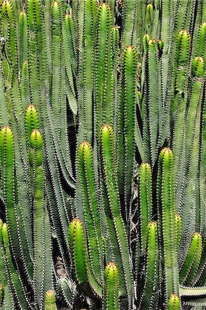 simsearch:862-05999254,k - Jardin de Cactus (Cesar Manrique). Lanzarote, îles Canaries Photographie de stock - Rights-Managed, Code: 862-05999233