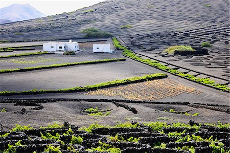 simsearch:862-05999254,k - Vignobles traditionnels à La Geria, où les vins sont produits dans un sol de cendres volcaniques. Lanzarote, îles Canaries Photographie de stock - Rights-Managed, Code: 862-05999240