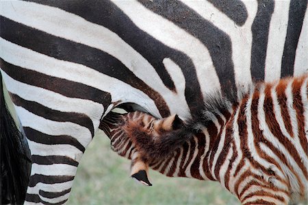 Zebra foal suckling, Ngorongoro Crater, Tanzania. Stock Photo - Rights-Managed, Code: 862-05999552