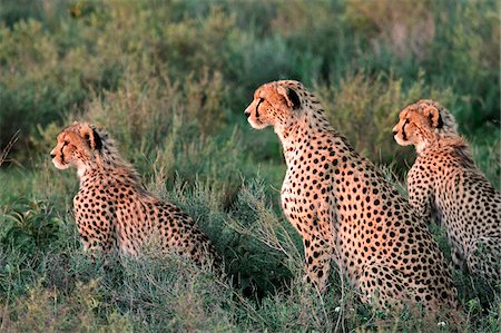 plains - Cheetah and cubs on the short-grass plains of the Ndutu region, Serengeti National Park, Tanzania. Stock Photo - Rights-Managed, Code: 862-05999569